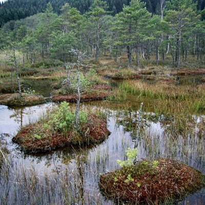 Shyrkovets Marsh, Novyi Mizun