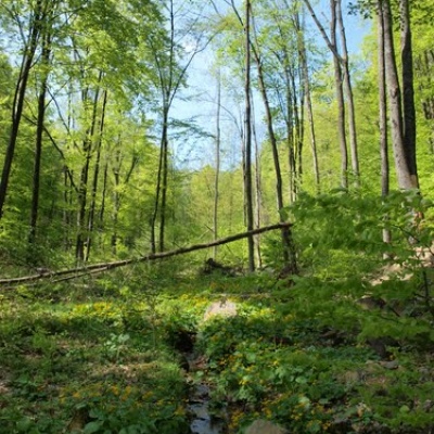 Dunavka