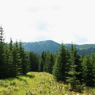 Mount Bert