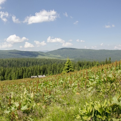Mount Palenica
