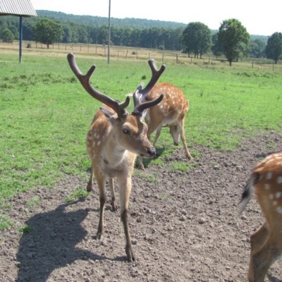 Deer farm in the village of Iza