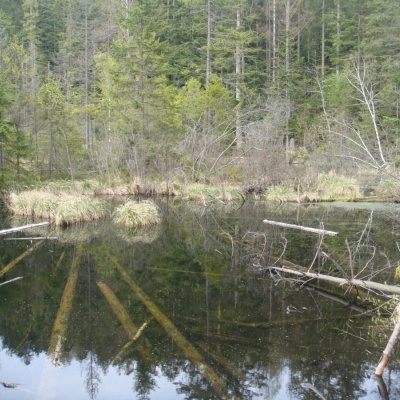 Lake Zhuravlyne (Dead Lake)