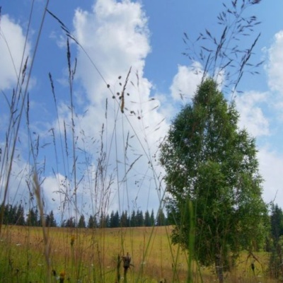 Polonyna Shuvarenko