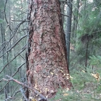 Yaykivsky Botanical Reserve