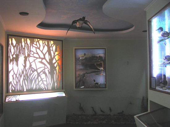 Одна із діорам відтворює літній ліс із косулями та борсуками, багаточисельним птаством