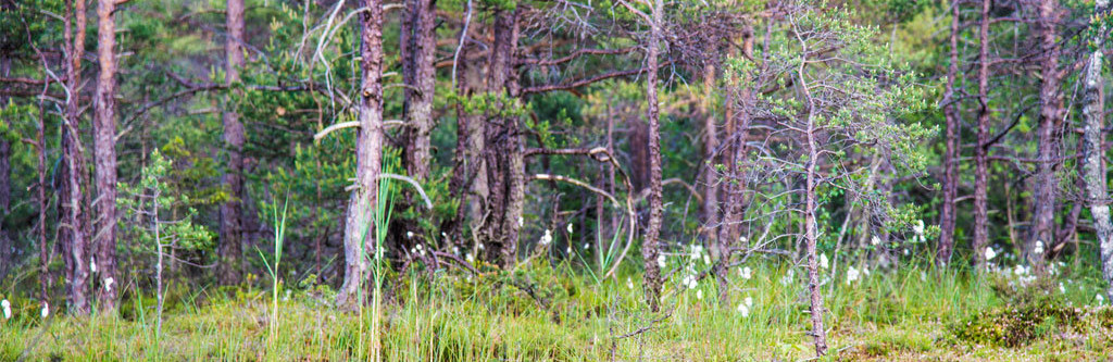 Болото Ширковець село Новий Мізунь