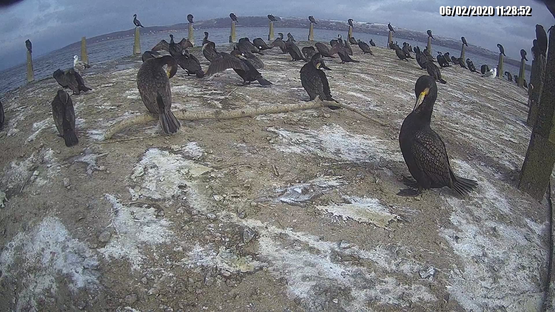 Фото птахів на Бурштинському водосховищі