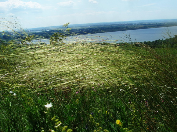 Ковила волосиста на Касовій Горі в селі Бовшів