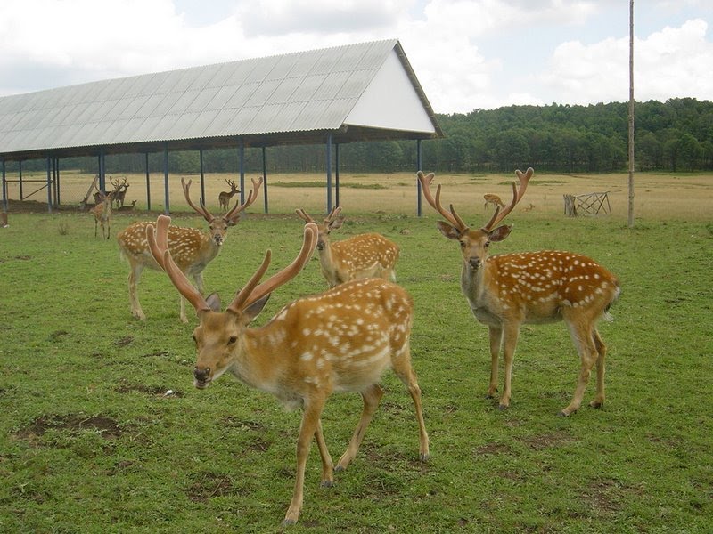 Оленяча ферма Іза ціна за вхід