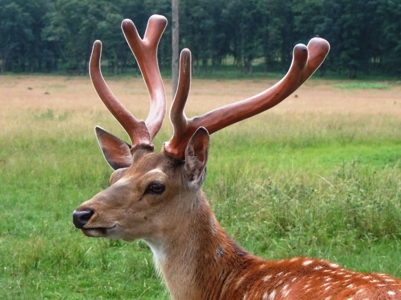 Оленяча ферма у селі Іза 