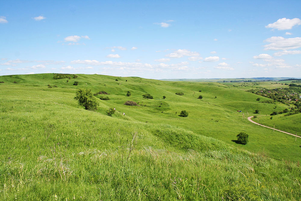 Рослинність на Касовій горі в селі Бовшів