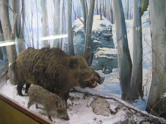 Діорама урочища Камінь на околиці села Межигірці з опудалами степових птахів і ссавців