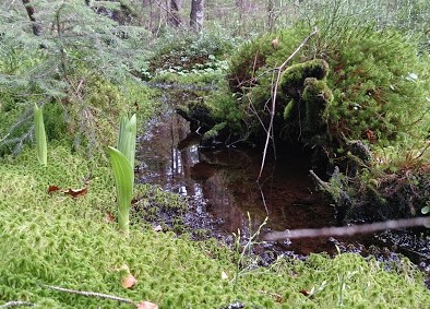 Болото Мшана