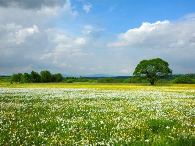 Долина нарцисів, Хуст