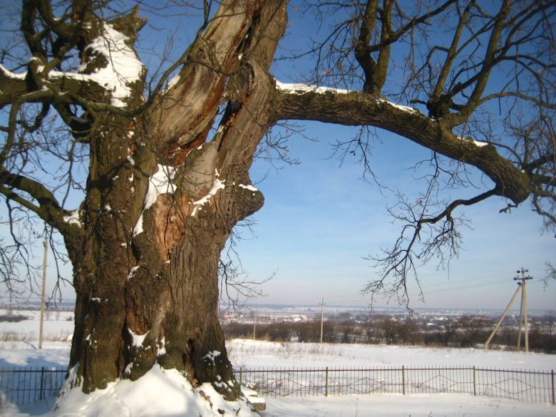 Дуби Хмельницького, Підгірне