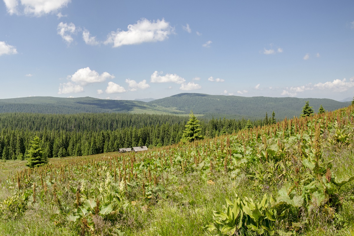 Гора Палениця