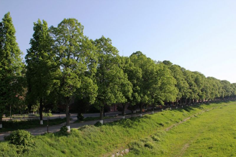 Липова алея, Ужгород