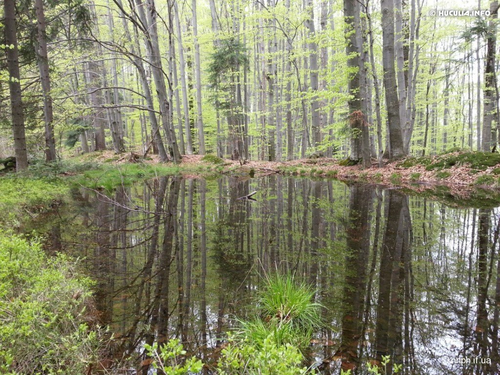 Мертве озеро (Шешори)