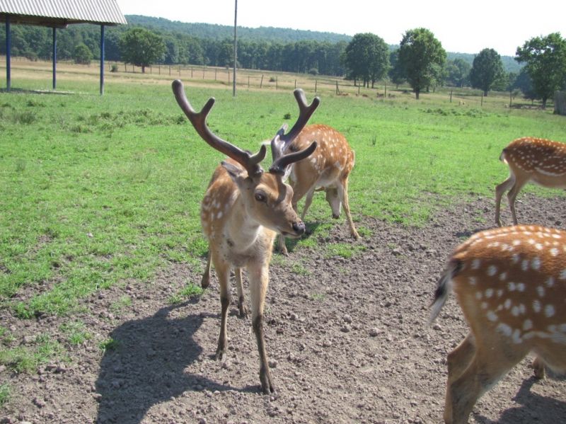 Оленяча ферма у селі Іза 