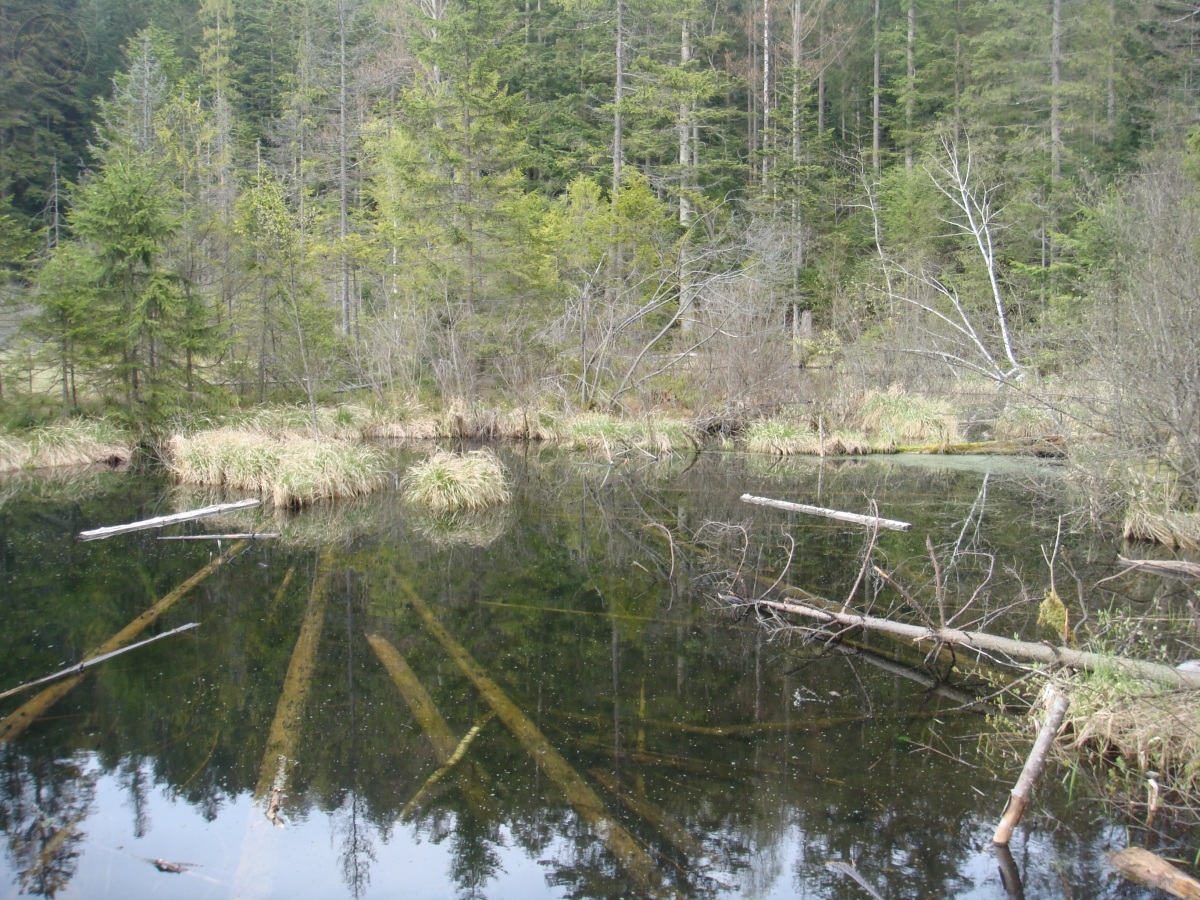 Озеро Журавлине (Мертве озеро)