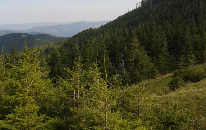 Полонина Лазок