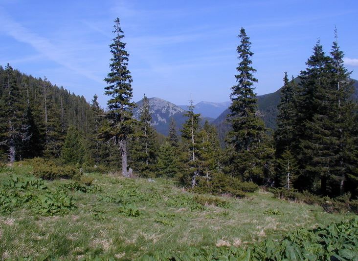 Полонина Плісце