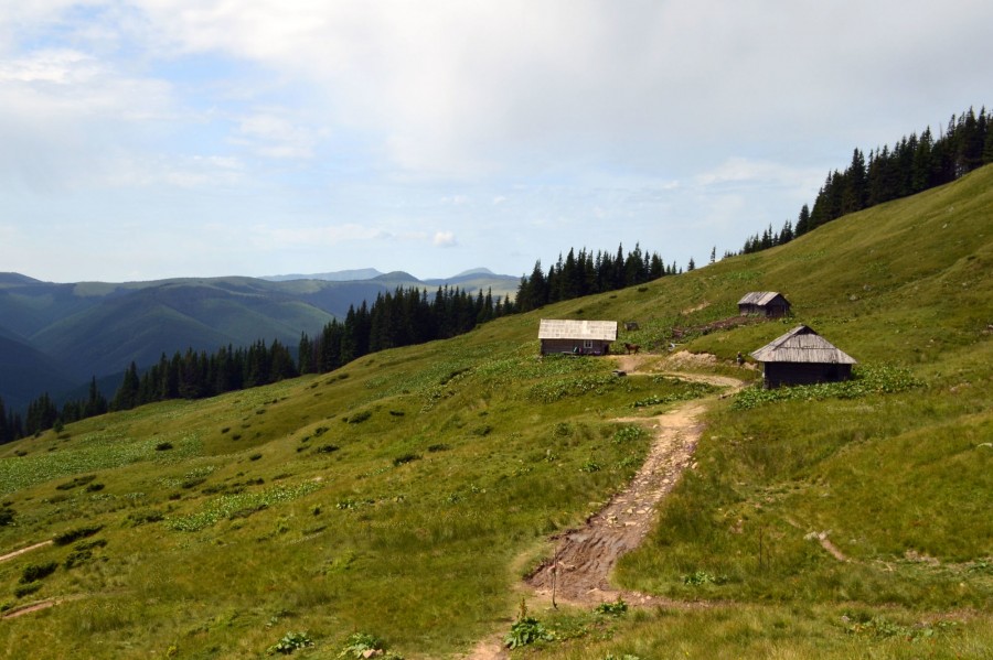 Полонина Веснарка, Зелене