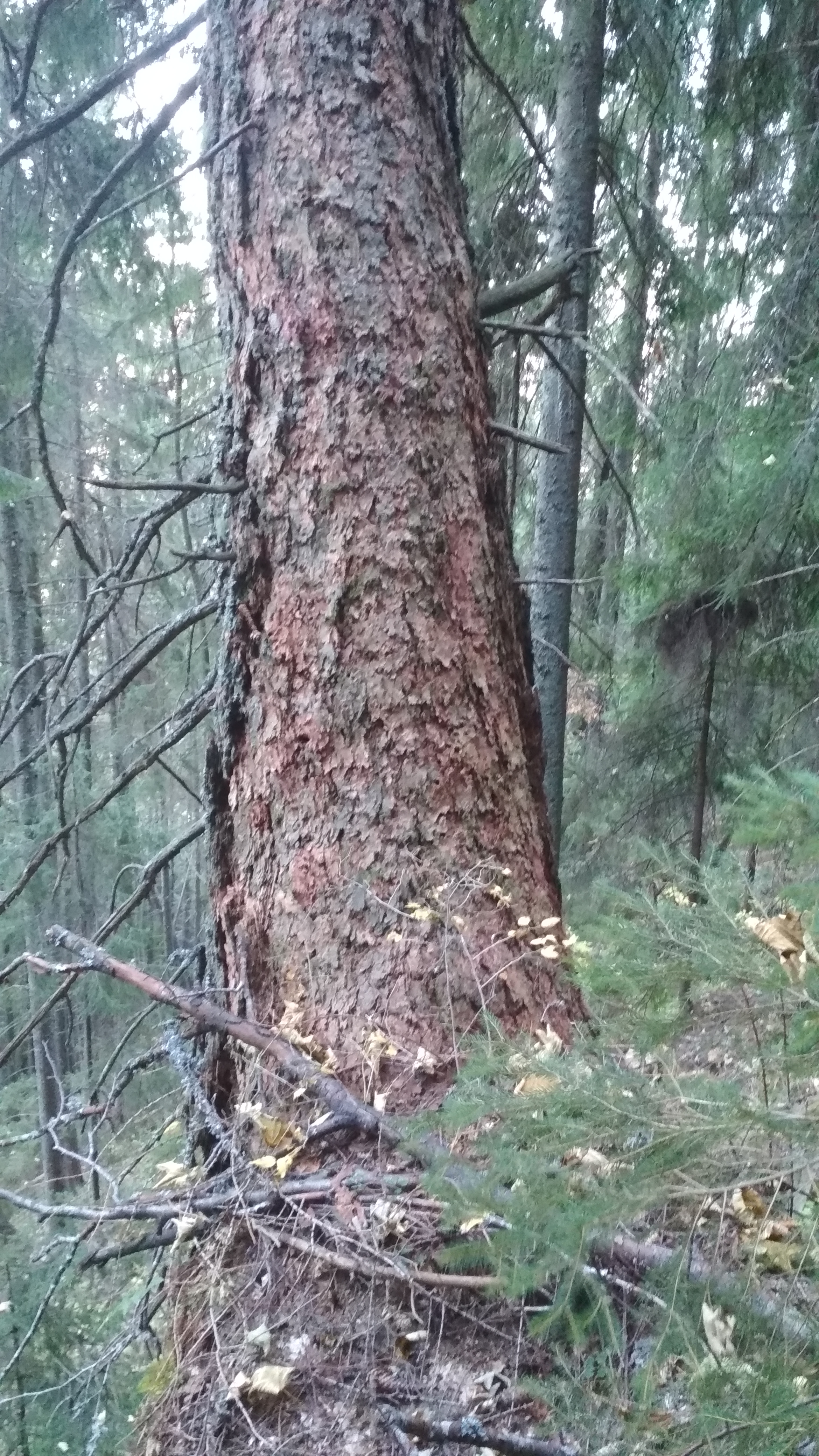 Яйківський ботанічний заказник