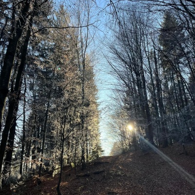 Лісова казка