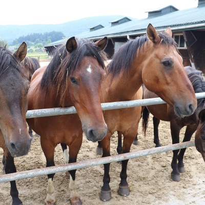 Gładyszów Hucul Horse Stud, Regietów