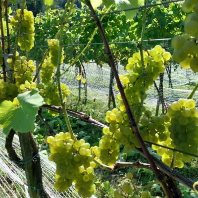 Winnica Jakubowa, Karwodrza: intimate wine tastings