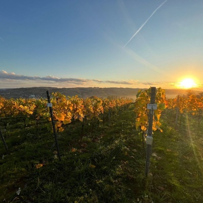 Winnica Księżycowa in Połomia: tastings with the winemaker