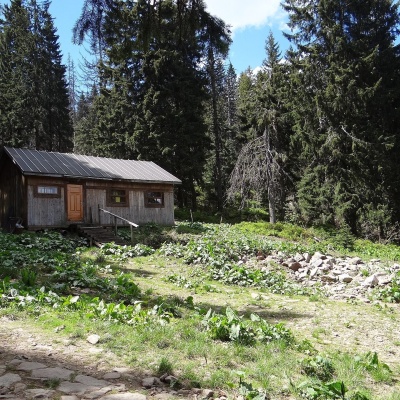 Маркові Щавини