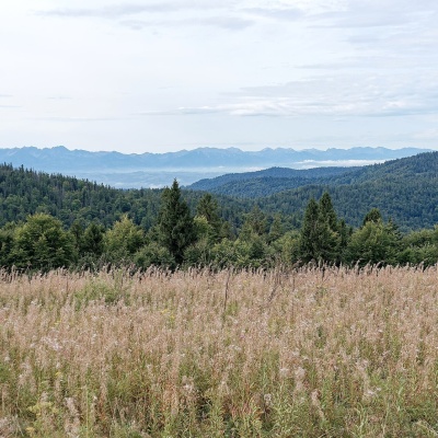 Gorc Kamienicki Glade