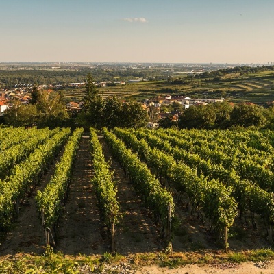 Dubovský & Grančič Winery, Svätý Jur: tastings and sekt