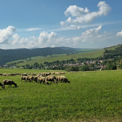 Farma Kamenica — Family Sheep Farm and Cheese Dairy in Šariš