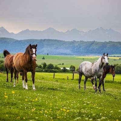Ranč u Trapera, Podlesok: Horse Rides in the Slovak Paradise