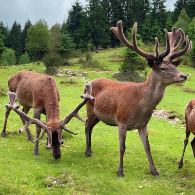 BioPark Synevyr – Africa in the Carpathians, Synevyrska Poliana