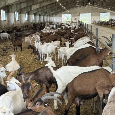 Mukko Dairy Farm, Uhersko