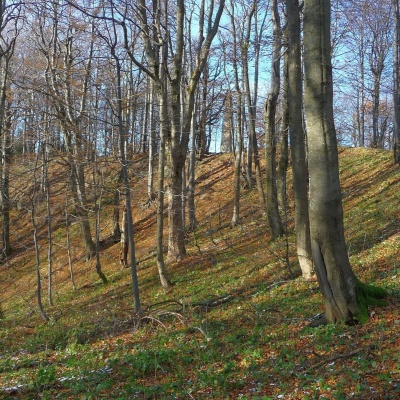 Хрещата