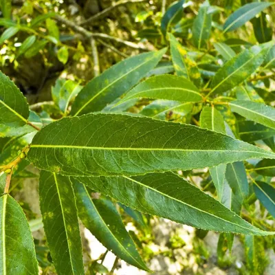How to Obtain Aspirin in Field Conditions