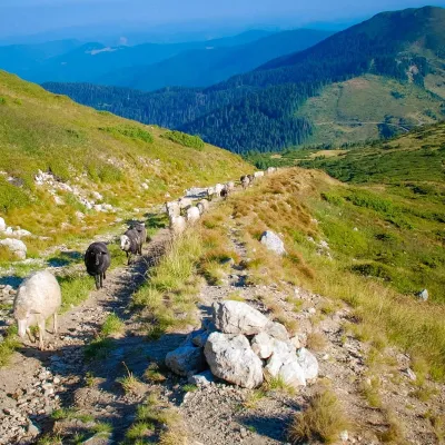 Pasmo górskie Marmarosz jest kwiatowym cudem Alp Huculskich — 5