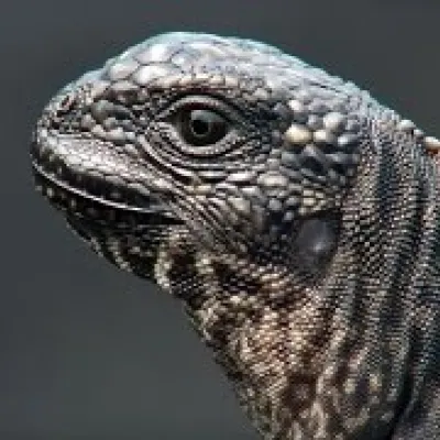 Iguana vs. snakes - BBC: Planet Earth 2