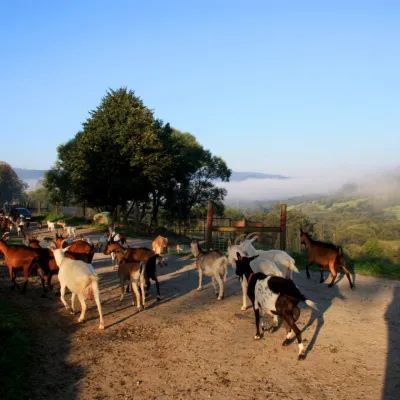 Bieszczadzka Koza Goat Cheese Farm, Smolnik