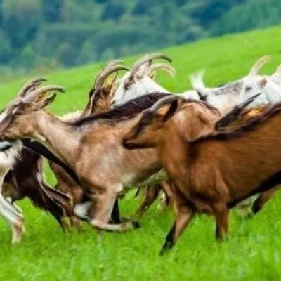 FIGA Organic Goat Cheese Farm, Mszana near Dukla
