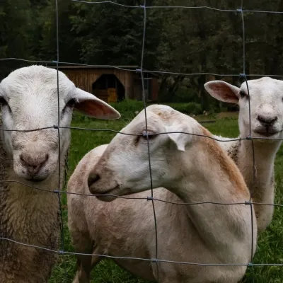 Orawskie Ranczo Educational Farm, Harkabuz: animals and craft workshops