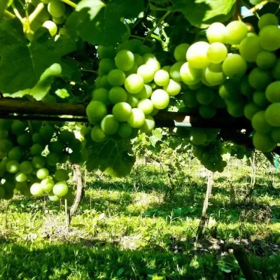 Piwnice Antoniego w Woli Lubeckiej: wino, miód i degustacje