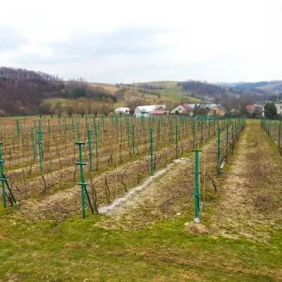 Piwnice Antoniego in Wola Lubecka: wine, honey and tastings — 3