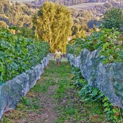 Piwnice Antoniego in Wola Lubecka: wine, honey and tastings — 5