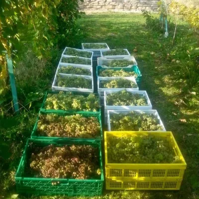 Piwnice Antoniego in Wola Lubecka: wine, honey and tastings — 4